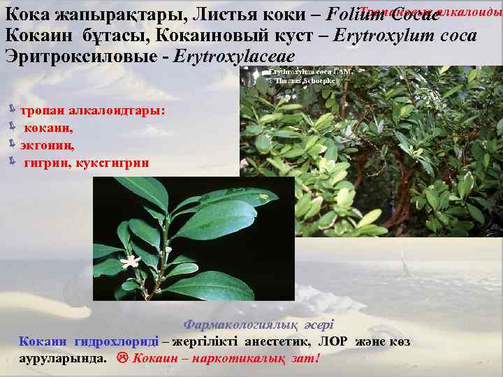 Тропановые алкалоиды Кока жапырақтары, Листья коки – Folium Cocae Кокаин бұтасы, Кокаиновый куст –