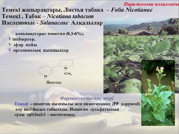 Пиридиновые алкалоиды Темекі жапырақтары, Листья табака – Folia Nicotianae Темекі , Табак – Nicotiana