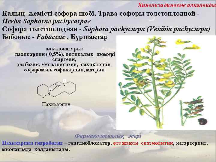 Хинолизидиновые алкалоиды Қалың жемісті софора шөбі, Трава софоры толстоплодной Herba Sophorae pachycarpae Софора толстоплодная