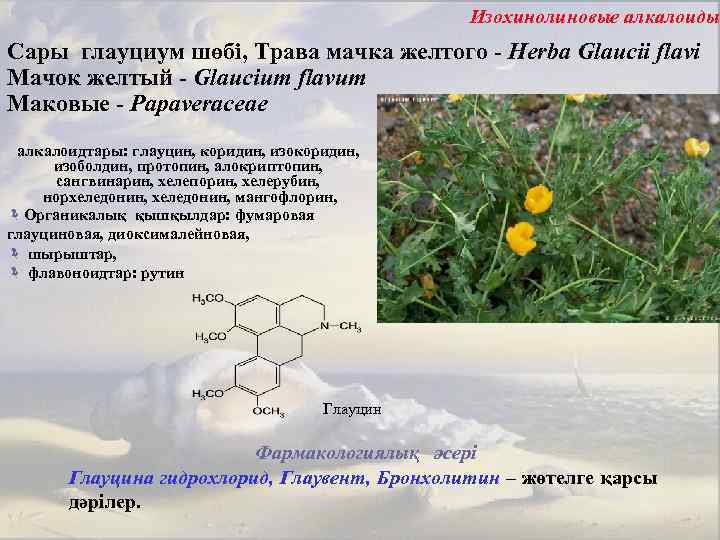 Изохинолиновые алкалоиды Сары глауциум шөбі, Трава мачка желтого - Herba Glaucii flavi Мачок желтый