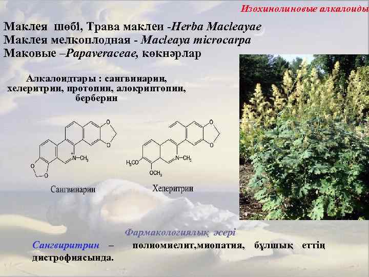 Изохинолиновые алкалоиды Маклея шөбі, Трава маклеи -Herba Macleayae Маклея мелкоплодная - Macleaya microcarpa Маковые
