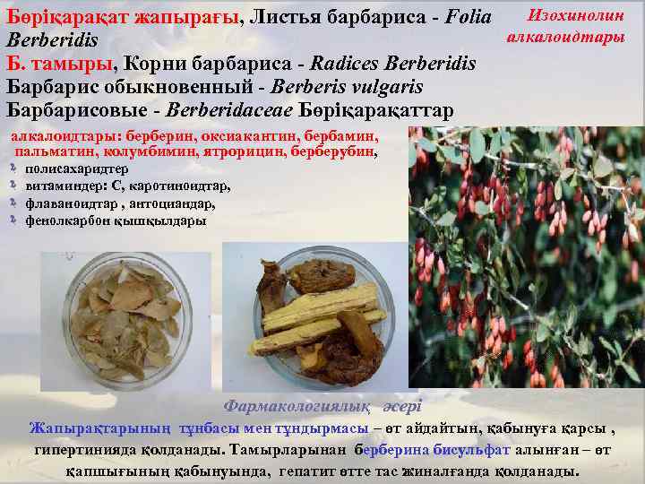 Изохинолин Бөріқарақат жапырағы, Листья барбариса - Folia алкалоидтары Berberidis Б. тамыры, Корни барбариса -