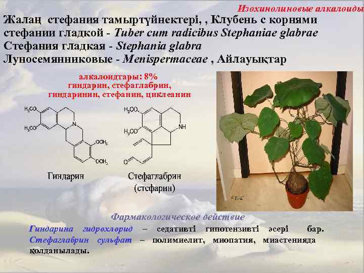 Изохинолиновые алкалоиды Жалаң стефания тамыртүйнектері, , Клубень с корнями стефании гладкой - Tuber cum
