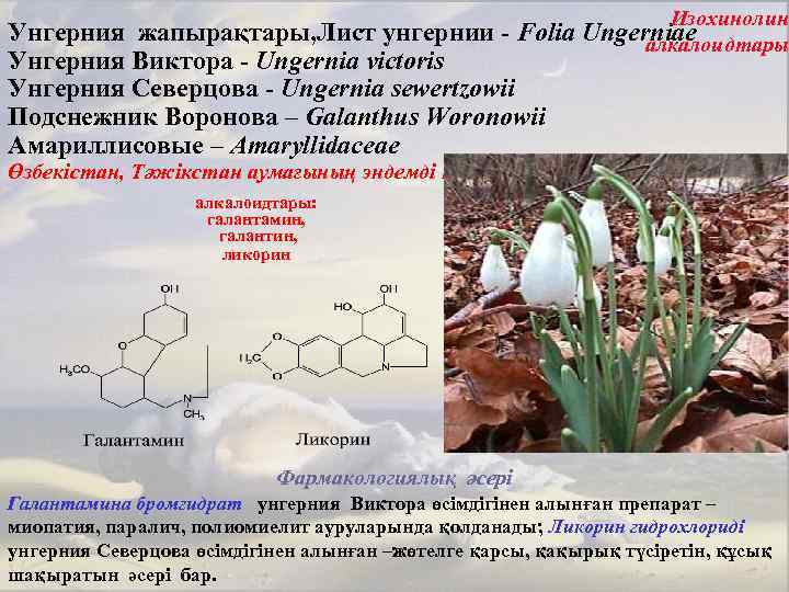 Унгерния жапырақтары, Лист унгернии - Folia Унгерния Виктора - Ungernia victoris Унгерния Северцова -