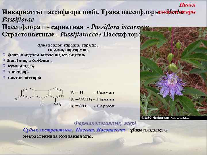 Индол алкалоидтары пассифлоры - Herba Инкарнатты пассифлора шөбі, Трава Passiflorae Пассифлора инкарнатная - Passiflora