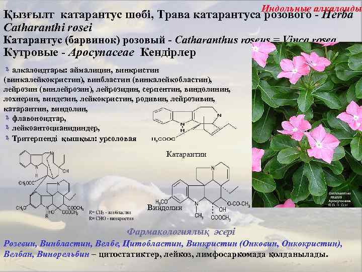 Индольные алкалоиды Қызғылт катарантус шөбі, Трава катарантуса розового - Нerba Catharanthi rosei Катарантус (барвинок)
