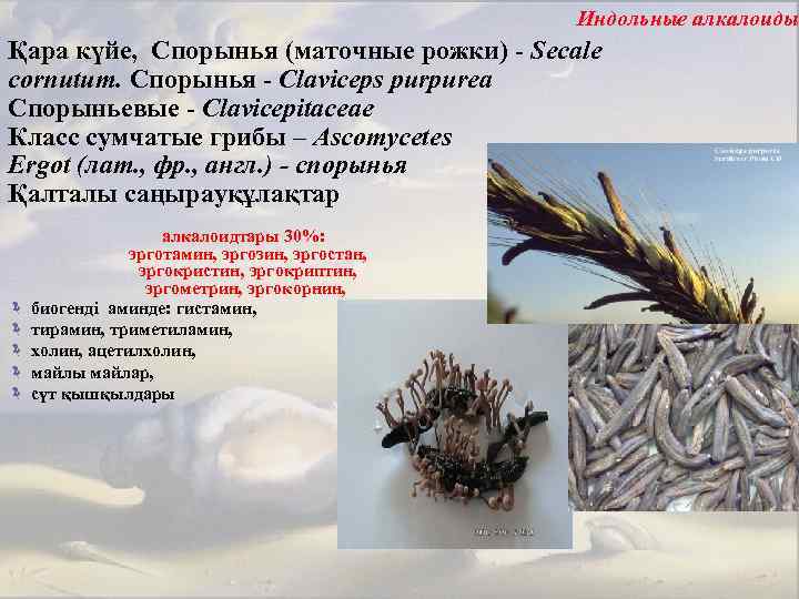 Индольные алкалоиды Қара күйе, Спорынья (маточные рожки) - Secale cornutum. Спорынья - Claviceps purpurea