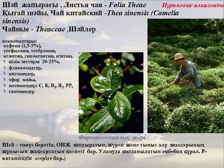 Пуриновые алкалоиды Шәй жапырағы , Листья чая - Folia Theae Қытай шәйы, Чай китайский