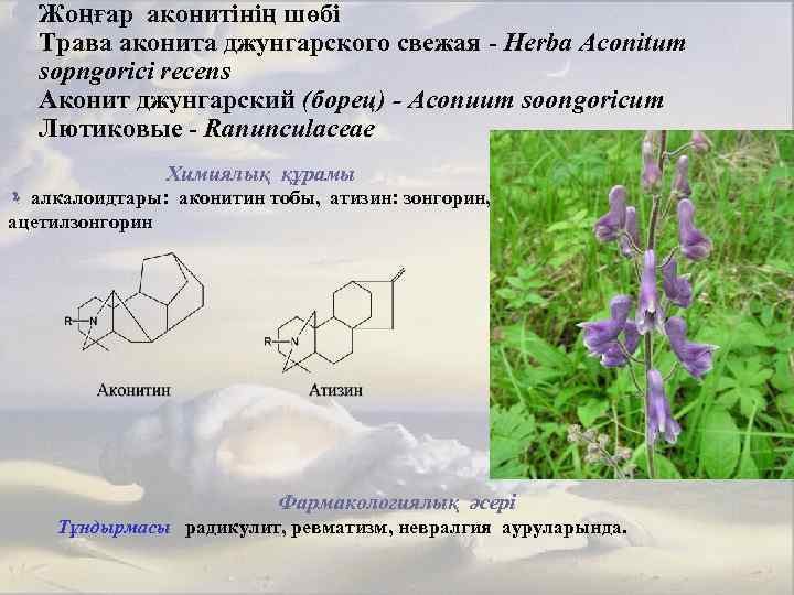 Жоңғар аконитінің шөбі Трава аконита джунгарского свежая - Herba Асопitum sopngorici recens Аконит джунгарский