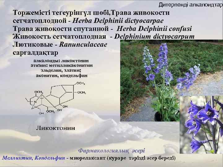 Дитерпенді алкалоидтар Торжемісті тегеурінгүл шөбі, Трава живокости сетчатоплодной - Herba Delphinii dictyocarpae Трава живокости