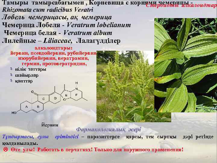 Тамыры тамырсабағымен , Корневища с корнями чемерицы Стероидты алкалоидтар Rhizomata cum radicibus Veratri Лобель