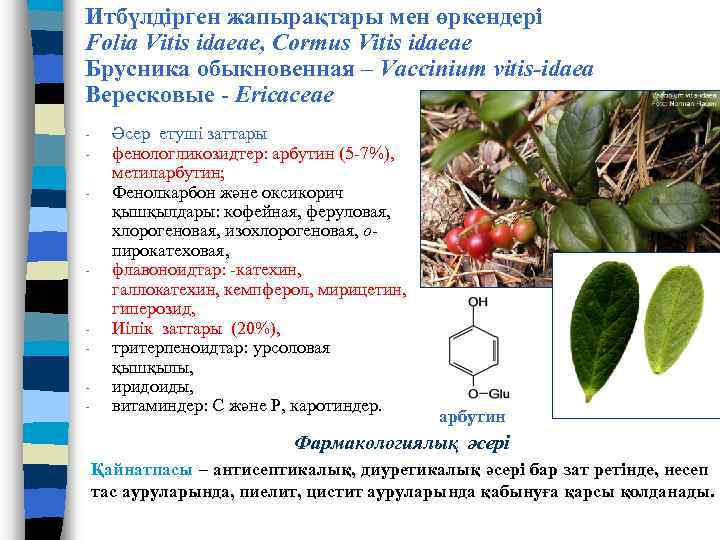 Итбүлдірген жапырақтары мен өркендері Folia Vitis idaeae, Cormus Vitis idaeae Брусника обыкновенная – Vaccinium