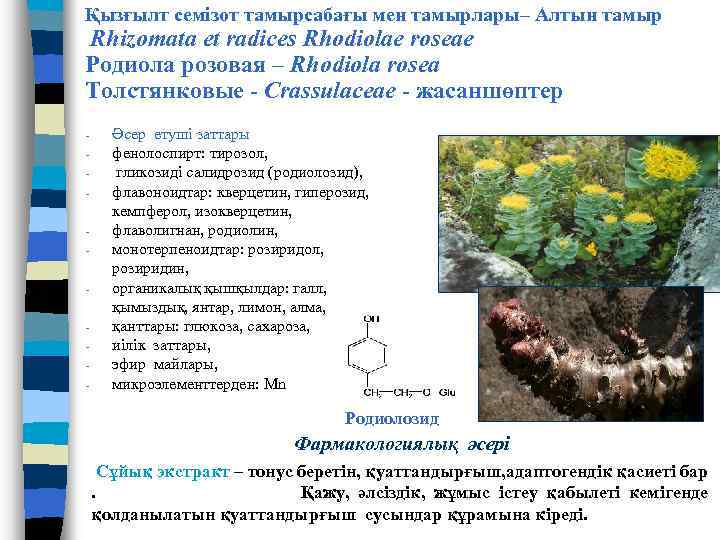 Қызғылт семізот тамырсабағы мен тамырлары– Алтын тамыр Rhizomata et radices Rhodiolae roseae Родиола розовая