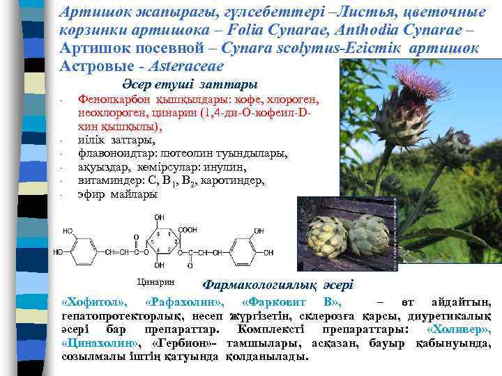 Артишок жапырағы, гүлсебеттері –Листья, цветочные корзинки артишока – Folia Cynarae, Anthodia Cynarae – Артишок