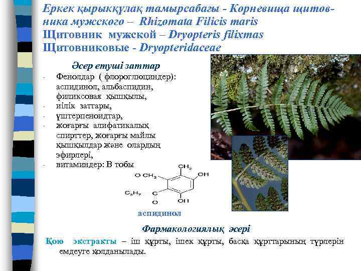 Еркек қырыкқүлақ тамырсабағы - Корневища щитовника мужского – Rhizomata Filicis maris Щитовник мужской –