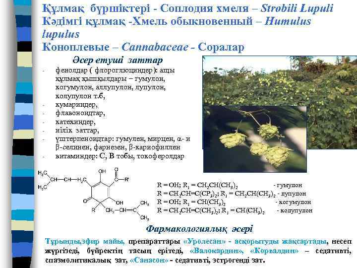 Құлмақ бүршіктері - Соплодия хмеля – Strobili Lupuli Кәдімгі құлмақ -Хмель обыкновенный – Humulus