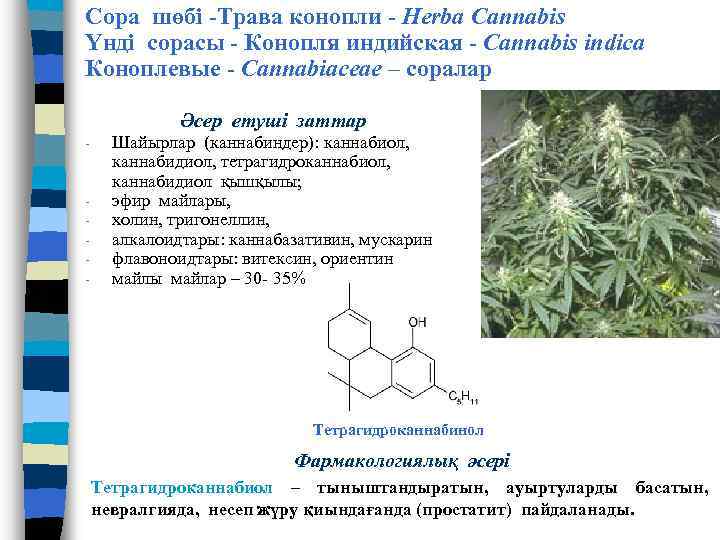 Сора шөбі -Трава конопли - Herba Cannabis Үнді сорасы - Конопля индийская - Cannabis