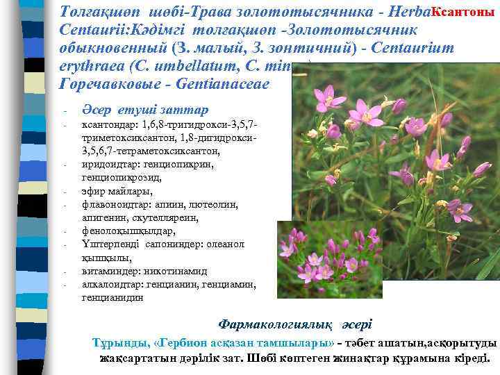 Толғақшөп шөбі-Трава золототысячника - Herba. Ксантоны Centaurii: Кәдімгі толғақшөп -Золототысячник обыкновенный (З. малый, З.