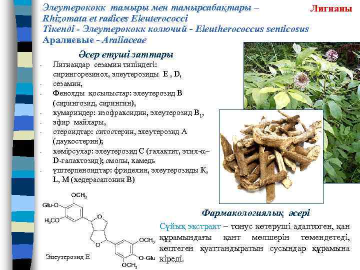 Элеутерококк тамыры мен тамырсабақтары – Лигнаны Rhizomata et radices Eleuterococci Тікенді - Элеутерококк колючий