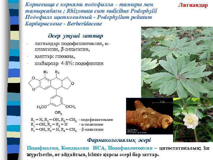 Корневища с корнями подофилла – тамыры мен тамырсабағы ; Rhizomata cum radicibus Podophylli Подофилл