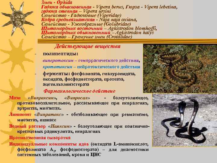 Змеи - Ophida Гадюка обыкновенная - Vipera berus, Гюрза - Vipera lebetina, гадюка степная
