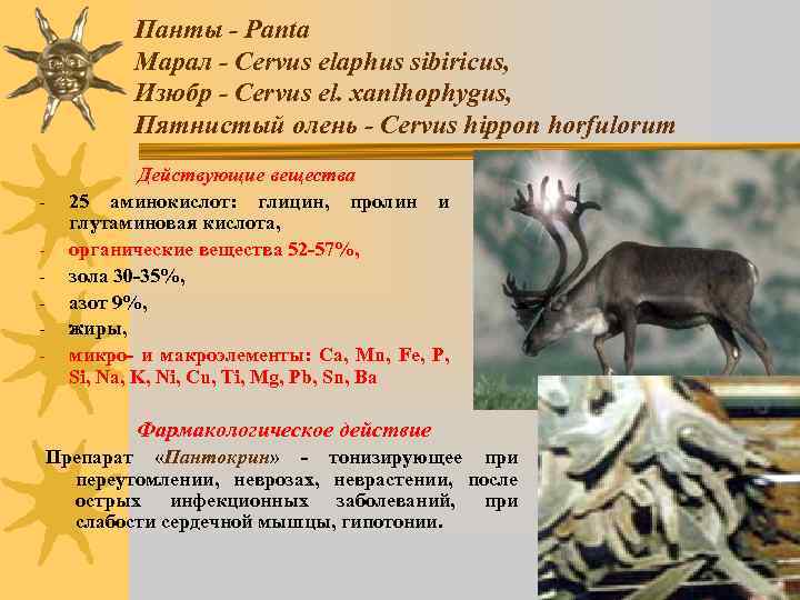 Панты - Panta Марал - Cervus elaphus sibiricus, Изюбр - Сervus el. xanlhophygus, Пятнистый