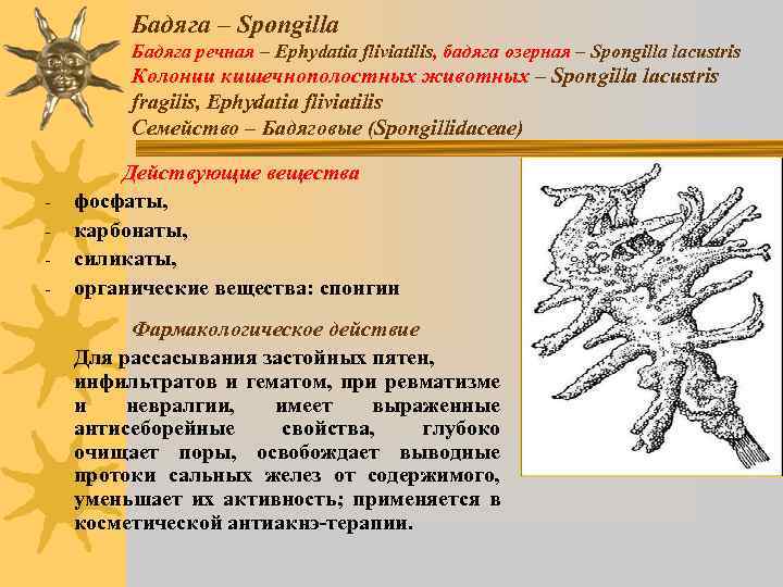 Строение бодяги пресноводной