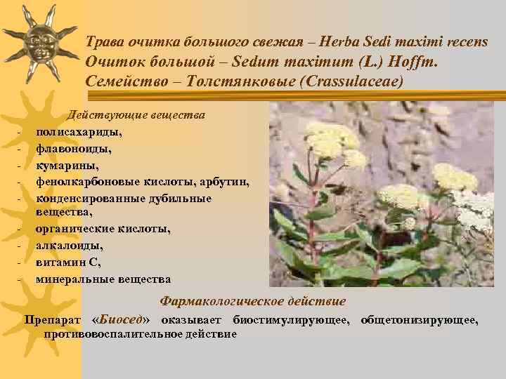 Трава очитка большого свежая – Herba Sedi maximi recens Очиток большой – Sedum maximum
