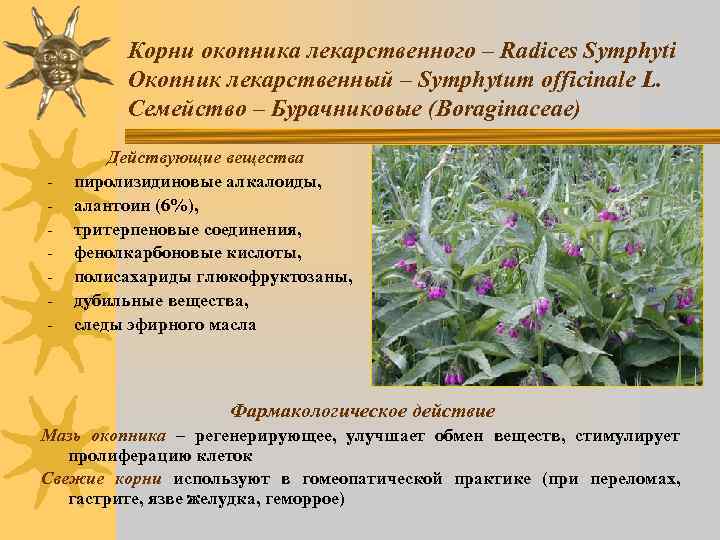 Корни окопника лекарственного – Radices Symphyti Окопник лекарственный – Symphytum officinale L. Семейство –
