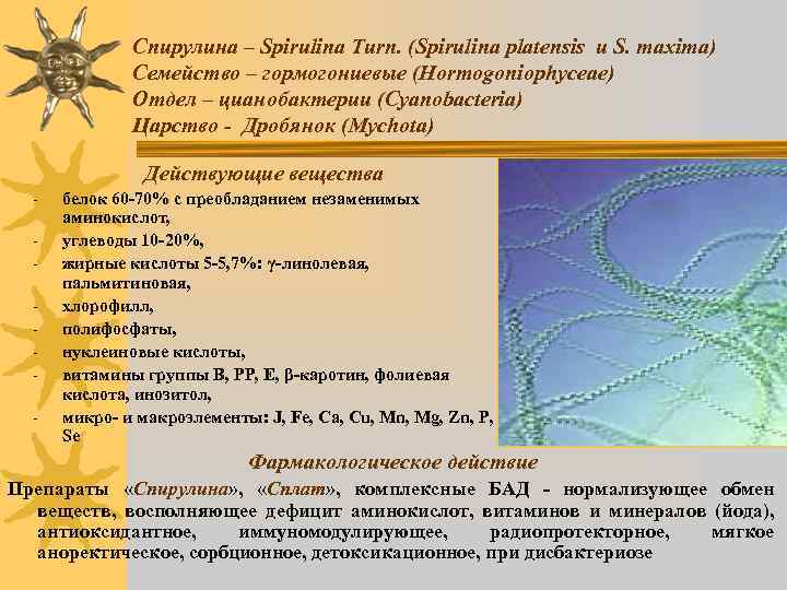 Спирулина – Spirulina Turn. (Spirulina platensis и S. maxima) Семейство – гормогониевые (Hormogoniophyceae) Отдел