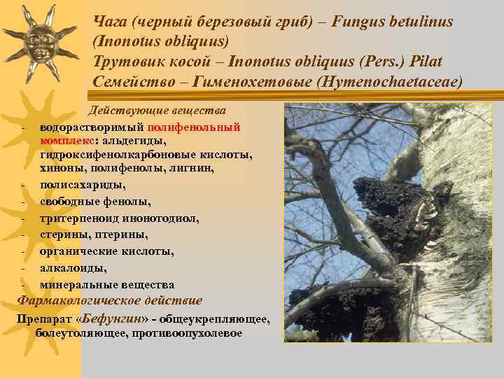 Чага (черный березовый гриб) – Fungus betulinus (Inonotus obliquus) Трутовик косой – Inonotus obliquus