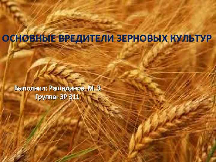 ОСНОВНЫЕ ВРЕДИТЕЛИ ЗЕРНОВЫХ КУЛЬТУР Выполнил: Рашидинов М. З Группа- ЗР 311 
