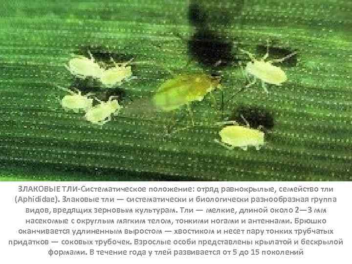 ЗЛАКОВЫЕ ТЛИ-Систематическое положение: отряд равнокрылые, семейство тли (Aphididae). Злаковые тли — систематически и биологически