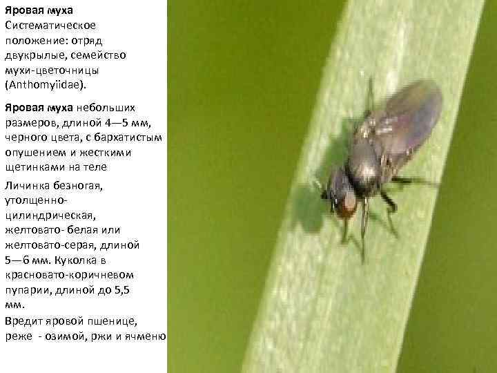 Яровая муха Систематическое положение: отряд двукрылые, семейство мухи-цветочницы (Anthomyiidae). Яровая муха небольших размеров, длиной