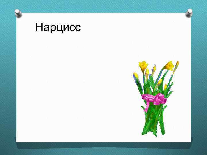 Нарцисс 