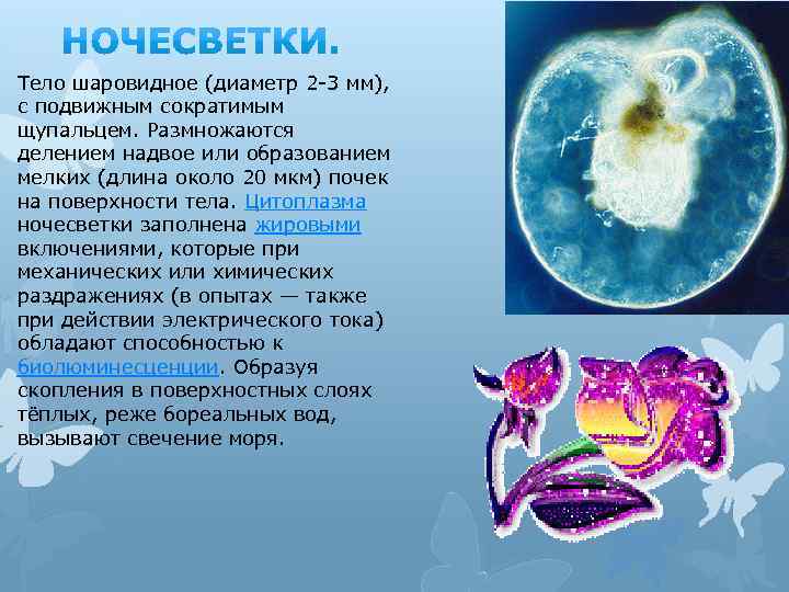 Тело шаровидное (диаметр 2 -3 мм), с подвижным сократимым щупальцем. Размножаются делением надвое или