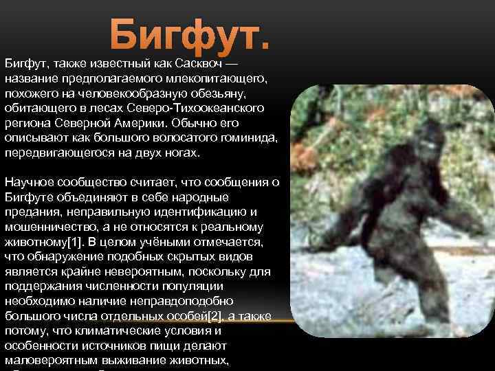 Бигфут, также известный как Сасквоч — название предполагаемого млекопитающего, похожего на человекообразную обезьяну, обитающего