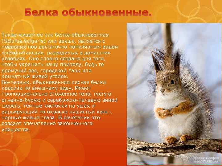 Белка обыкновенные. Такое животное как белка обыкновенная (Sciurus vulgaris) или векша, является с недавних