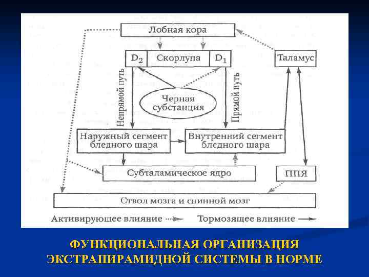 Схема стриопаллидарной системы