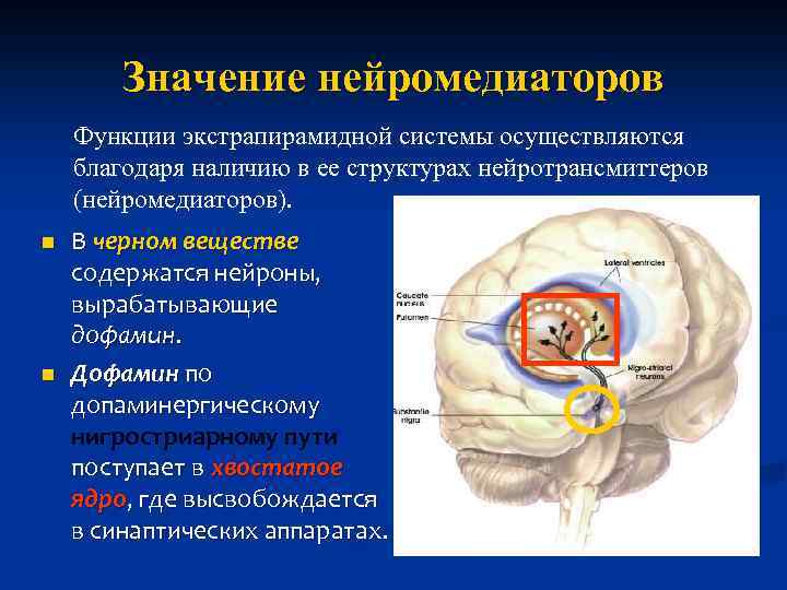 Значение нейромедиаторов Функции экстрапирамидной системы осуществляются благодаря наличию в ее структурах нейротрансмиттеров (нейромедиаторов). n