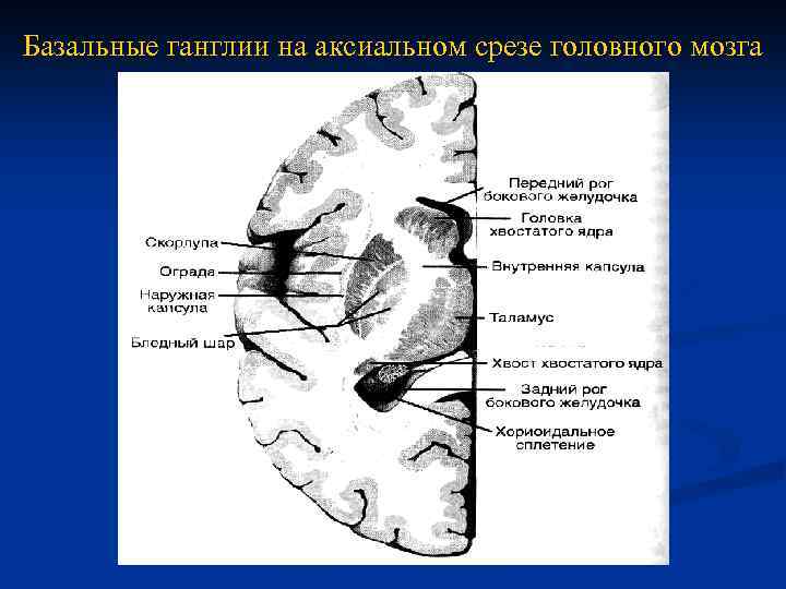 Изменение в базальных отделах. Анатомия базальных ганглиев мрт. Базальных ганглиев головного мозга[. Базальные ядра мозга строение. Базальные ганглии кт анатомия.