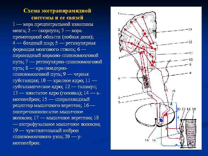 Экстрапирамидная система схема