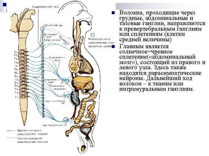 n n Волокна, проходящие через грудные, абдоминальные и тазовые ганглии, направляются к превертебральным ганглиям