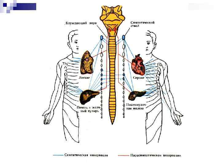 Вегетативная нервная система картинки