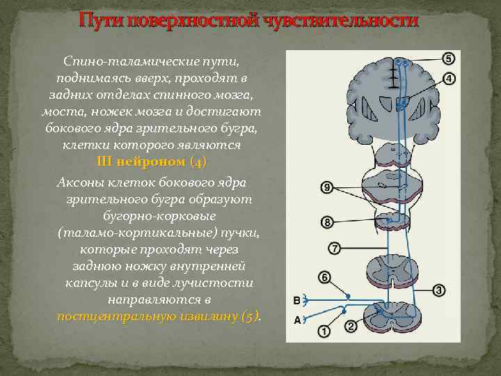 Пути поверхностной чувствительности Спино-таламические пути, поднимаясь вверх, проходят в задних отделах спинного мозга, моста,