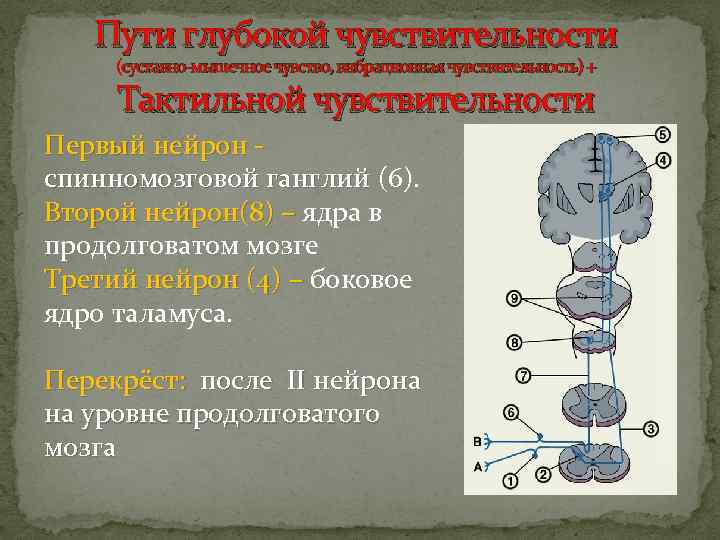 Пути глубокой чувствительности (суставно-мышечное чувство, вибрационная чувствительность) + Тактильной чувствительности Первый нейрон - спинномозговой