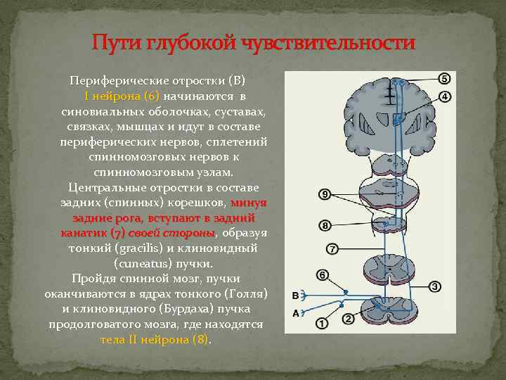 Пути глубокой чувствительности Периферические отростки (В) I нейрона (6) начинаются в нейрона (6) синовиальных