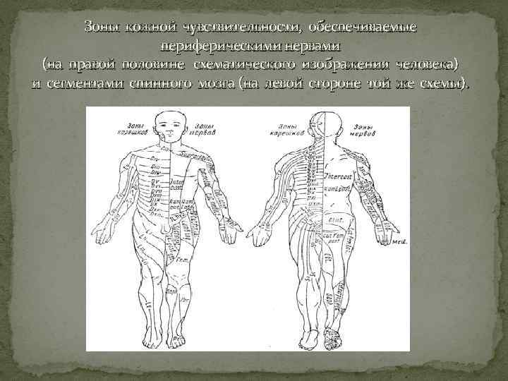 Зоны кожной чувствительности, обеспечиваемые периферическими нервами (на правой половине схематического изображения человека) и сегментами