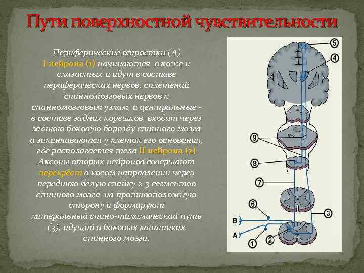 Пути поверхностной чувствительности Периферические отростки (А) I нейрона (1) начинаются в коже и нейрона