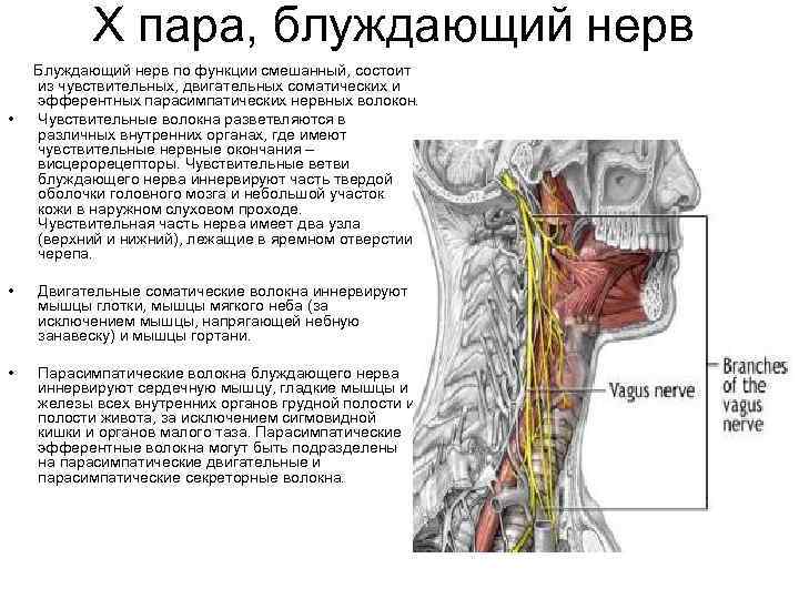 X пара, блуждающий нерв Блуждающий нерв по функции смешанный, состоит из чувствительных, двигательных соматических